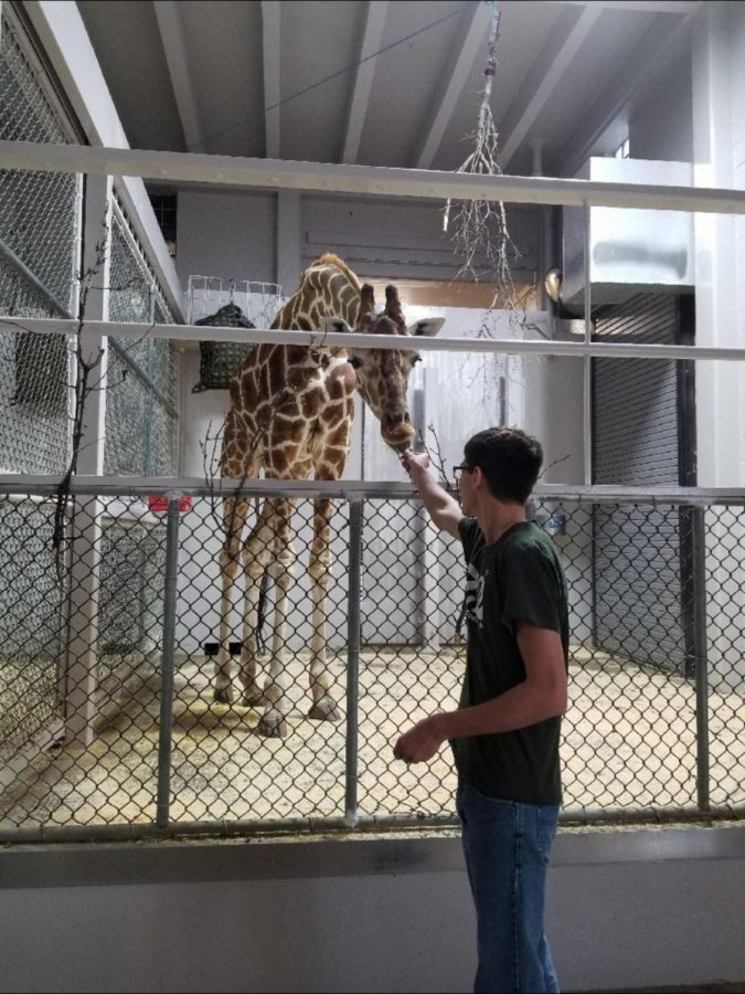 During his time as an intern, senior Caleb Drane feeds giraffe, Sgt. Pepper, his midday snack